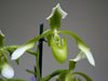 Paphiopedilum haynaldianum var alba (Orchid Inn)